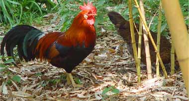 A cock