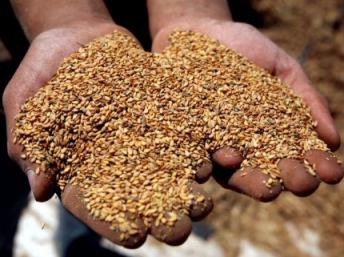 Các hạt giống Silene stenophylla.